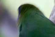 Blue-faced Parrot-Finch (Erythrura trichroa)